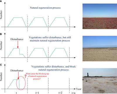 Artificial modifications lead to the formation of persistent bare patches in saltmarshes